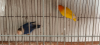 love bird